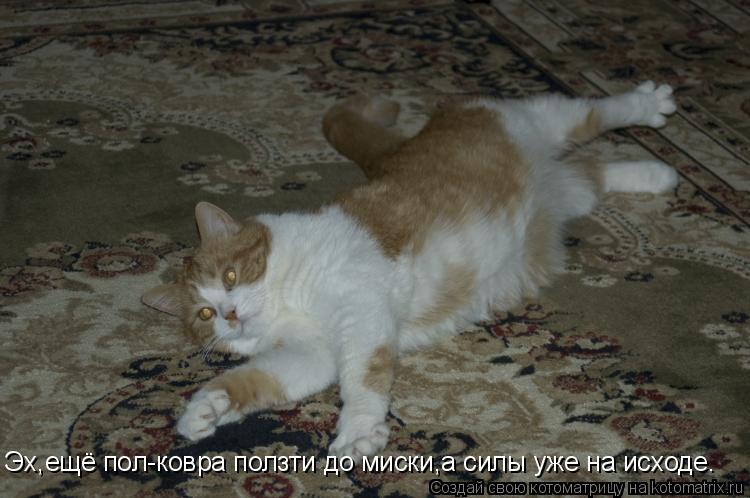 Эх,ещё пол-ковра ползти до миски,а силы уже на исходе.... Котоматрица: Эх,ещё пол-ковра ползти до миски,а силы уже на исходе.