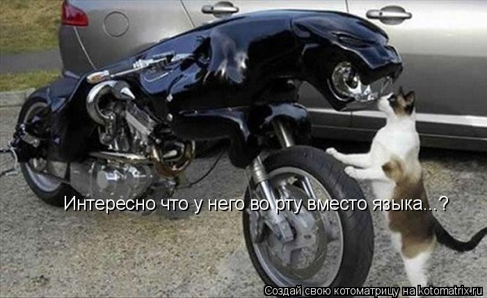 Интересно что у него во рту вместо языка...?... Котоматрица: Интересно что у него во рту вместо языка...?