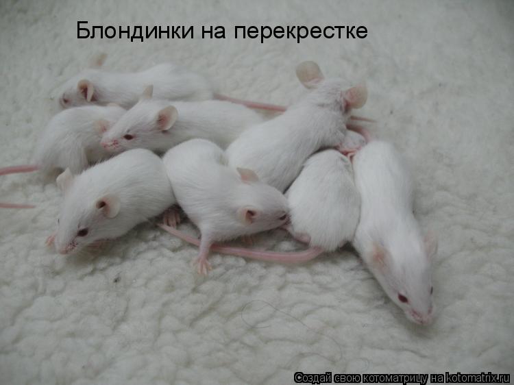 Блондинки на перекрестке... Котоматрица: Блондинки на перекрестке