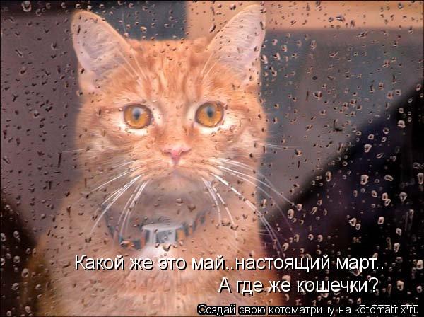Какой же это май..настоящий март.. А где же кошечки?... Котоматрица: Какой же это май..настоящий март.. А где же кошечки?