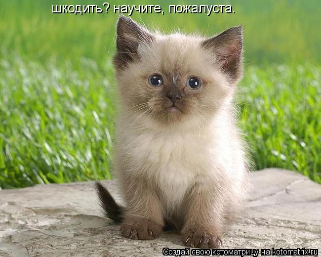 шкодить? научите, пожалуста.... Котоматрица: шкодить? научите, пожалуста.