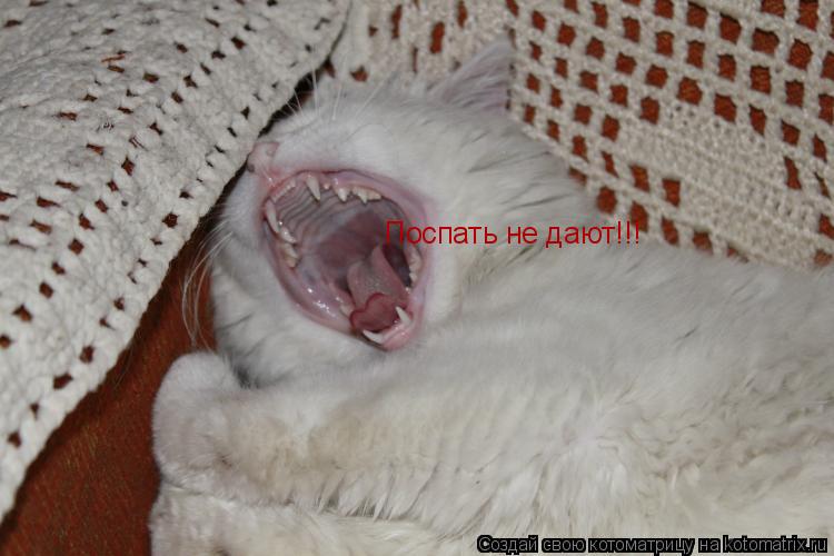 Поспать не дают!!!... Котоматрица: Поспать не дают!!!