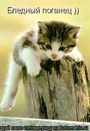 Бледный поганец ))... Котоматрица: Бледный поганец ))