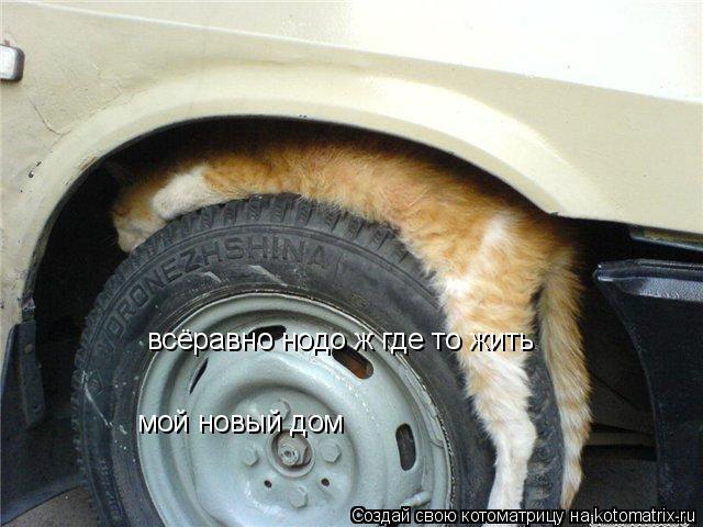 мой новый дом всёравно нодо ж где то жить... Котоматрица: мой новый дом всёравно нодо ж где то жить