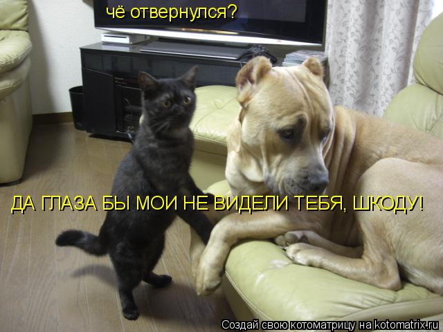 Котоматрица: чё отвернулся? ДА ГЛАЗА БЫ МОИ НЕ ВИДЕЛИ ТЕБЯ, ШКОДУ!