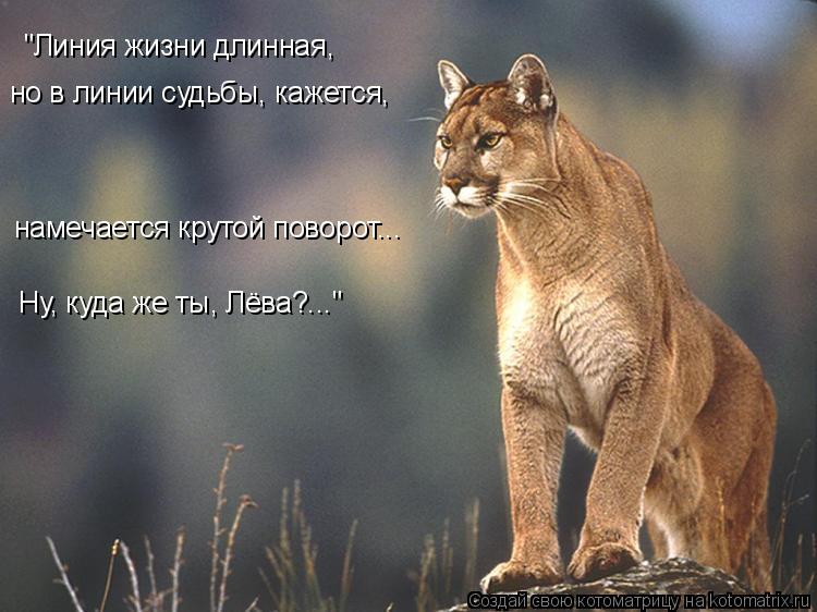 "Линия жизни длинная, но в линии судьбы, кажется, намечается крутой поворот... Ну, куда же ты, Лёва?... Котоматрица: "Линия жизни длинная, но в линии судьбы, кажется, намечается крутой поворот... Ну, куда же ты, Лёва?..."