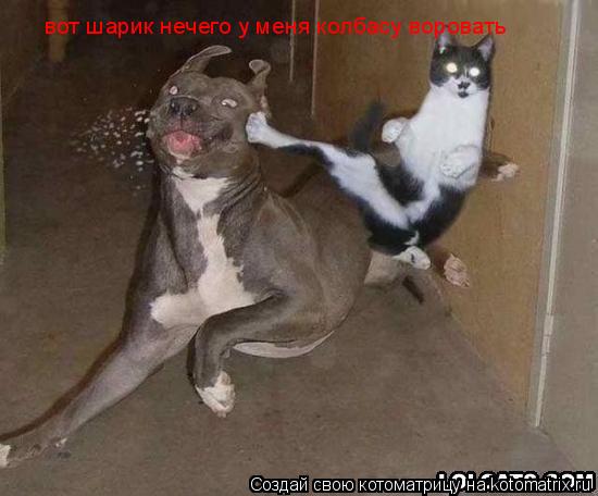 вот шарик нечего у меня колбасу воровать... Котоматрица: вот шарик нечего у меня колбасу воровать