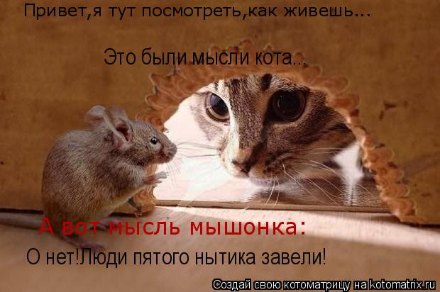 Привет,я тут посмотреть,как живешь... О нет!Люди пятого нытика завели! Это были мысли кота... А вот м... Котоматрица: Привет,я тут посмотреть,как живешь... О нет!Люди пятого нытика завели! Это были мысли кота... А вот мысль мышонка: