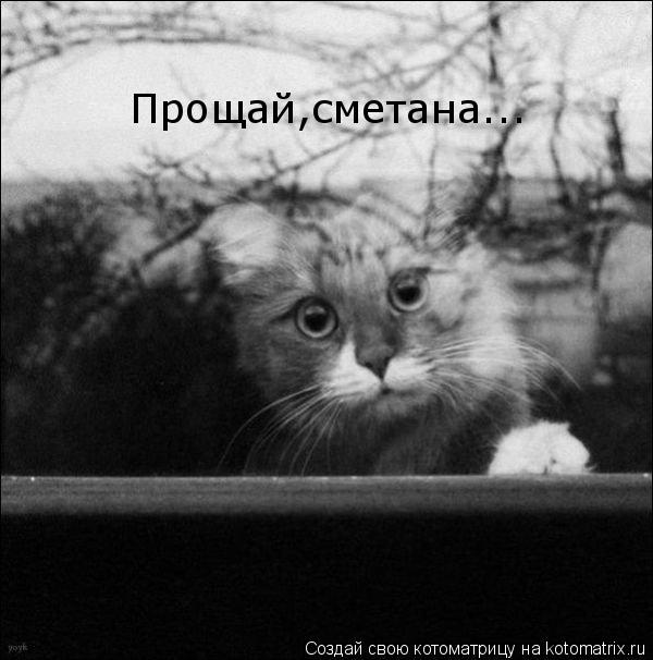 Прощай,сметана...... Котоматрица: Прощай,сметана...