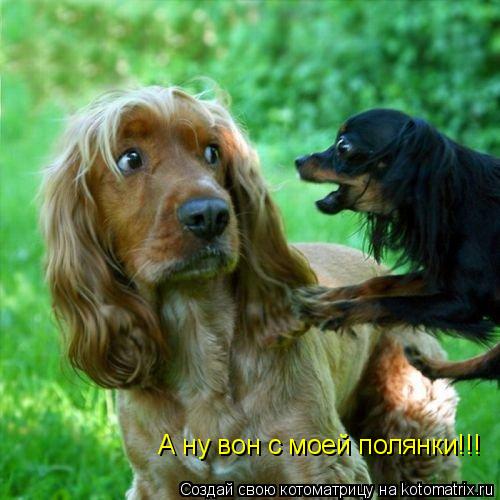 А ну вон с моей полянки!!!... Котоматрица: А ну вон с моей полянки!!!