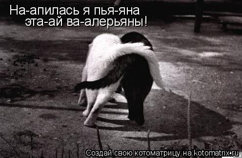 На-апилась я пья-яна эта-ай ва-алерьяны!... Котоматрица: На-апилась я пья-яна эта-ай ва-алерьяны!