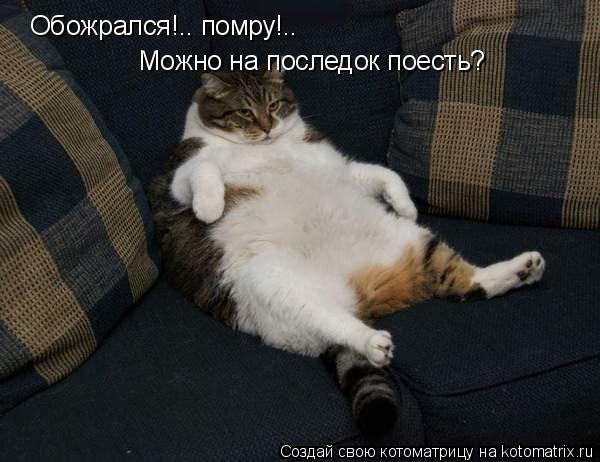 Обожрался!.. помру!.. Можно на последок поесть?... Котоматрица: Обожрался!.. помру!.. Можно на последок поесть?