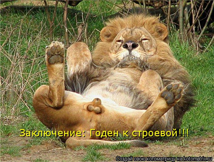 Заключение: Годн Заключение: Годен к строевой!!!... Котоматрица: Заключение: Годн Заключение: Годен к строевой!!!