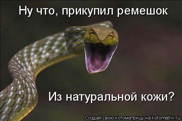 Котоматрица: Из натуральной кожи? Ну что, прикупил ремешок