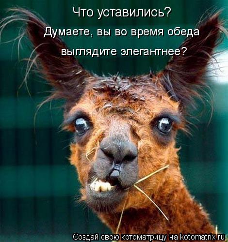 Что уставились? Думаете, вы во время обеда выглядите элегантнее?... Котоматрица: Что уставились? Думаете, вы во время обеда выглядите элегантнее?