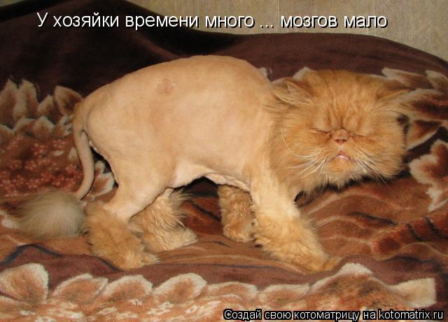 У хозяйки времени много ... мозгов мало... Котоматрица: У хозяйки времени много ... мозгов мало