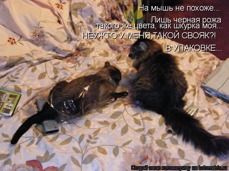 На мышь не похоже... Лишь черная рожа такого же цвета, как шкурка моя... НЕУЖТО У МЕНЯ ТАКОЙ СВОЯК?! ... Котоматрица: На мышь не похоже... Лишь черная рожа такого же цвета, как шкурка моя... НЕУЖТО У МЕНЯ ТАКОЙ СВОЯК?! В УПАКОВКЕ...
