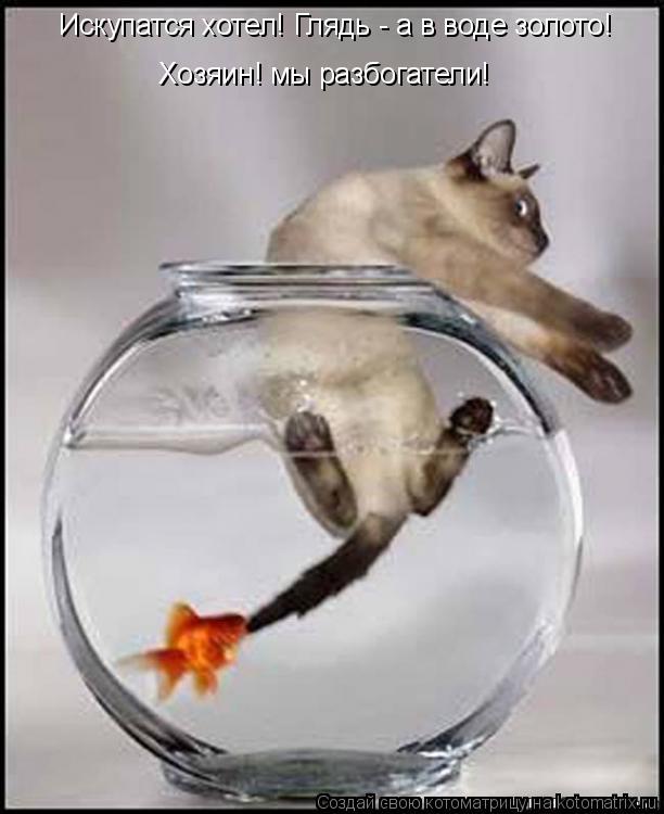 Искупатся хотел! Глядь - а в воде золото! Хозяин! мы разбогатели!... Котоматрица: Искупатся хотел! Глядь - а в воде золото! Хозяин! мы разбогатели!