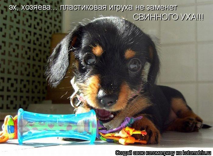 эх, хозяева... пластиковая игруха не заменет СВИННОГО УХА!!!... Котоматрица: эх, хозяева... пластиковая игруха не заменет СВИННОГО УХА!!!