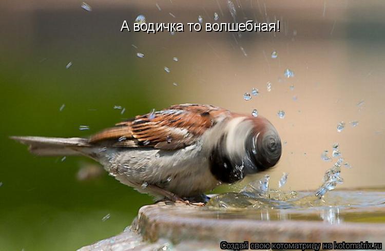 А водичка то волшебная!... Котоматрица: А водичка то волшебная!
