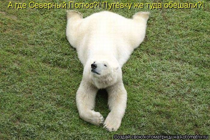 А где Северный Полюс?! Путёвку же туда обешали?!... Котоматрица: А где Северный Полюс?! Путёвку же туда обешали?!