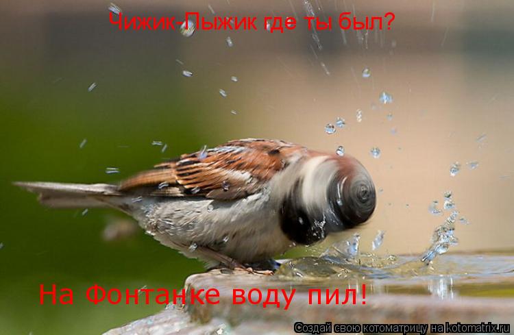 На Фонтанке воду пил! Чижик-Пыжик где ты был?... Котоматрица: На Фонтанке воду пил! Чижик-Пыжик где ты был?