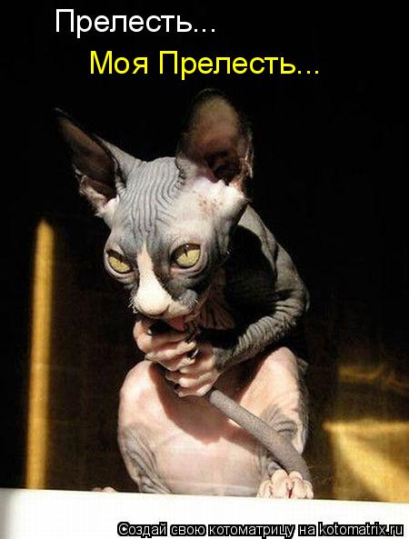 Прелесть... Моя Прелесть...... Котоматрица: Прелесть... Моя Прелесть...
