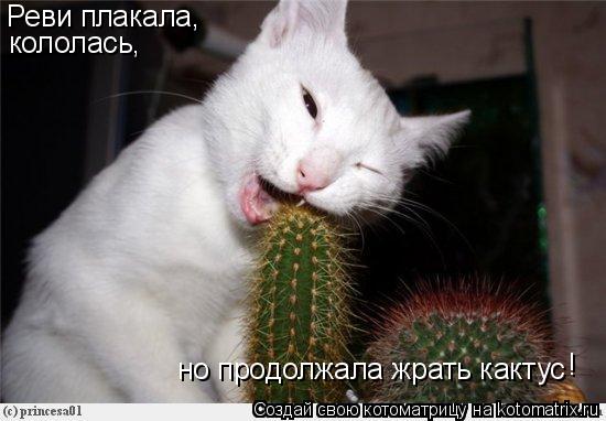Реви плакала, кололась, но продолжала жрать кактус !... Котоматрица: Реви плакала, кололась, но продолжала жрать кактус !