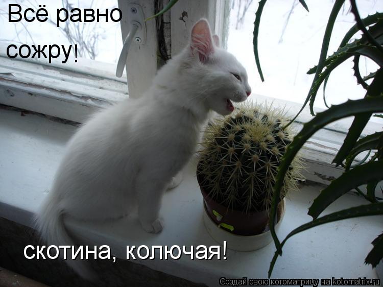 Всё равно сожру скотина, колючая! !... Котоматрица: Всё равно сожру скотина, колючая! !