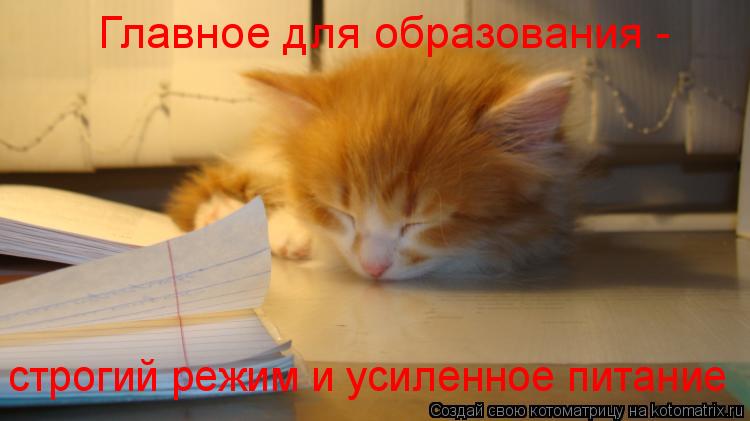 Главное для образования - строгий режим и усиленное питание... Котоматрица: Главное для образования - строгий режим и усиленное питание