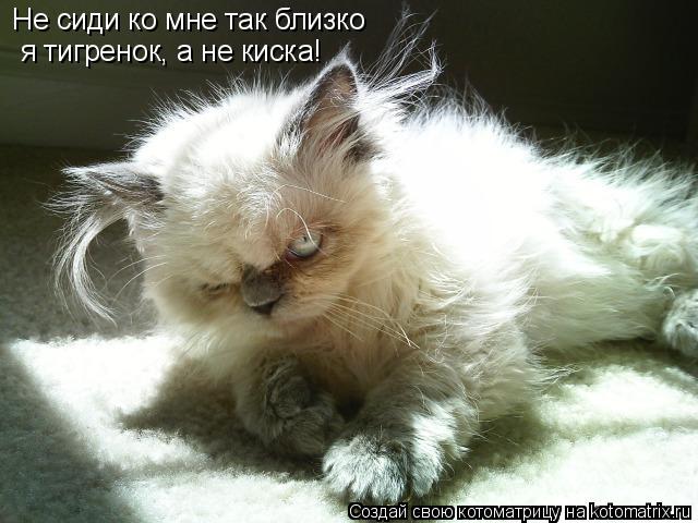 Не сиди ко мне так близко я тигренок, а не киска!... Котоматрица: Не сиди ко мне так близко я тигренок, а не киска!