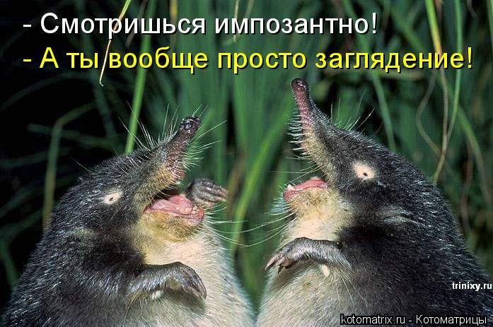 - Смотришься импозантно! - А ты вообще просто заглядение!... Котоматрица: - Смотришься импозантно! - А ты вообще просто заглядение!