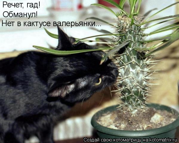 Речет, гад! Обманул! Нет в кактусе валерьянки...... Котоматрица: Речет, гад! Обманул! Нет в кактусе валерьянки...