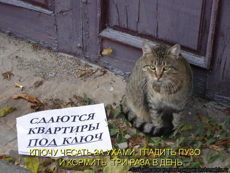 КЛЮЧУ ЧЕСАТЬ ЗА УХАМИ, ГЛАДИТЬ ПУЗО И КОРМИТЬ ТРИ РАЗА В ДЕНЬ... Котоматрица: КЛЮЧУ ЧЕСАТЬ ЗА УХАМИ, ГЛАДИТЬ ПУЗО И КОРМИТЬ ТРИ РАЗА В ДЕНЬ