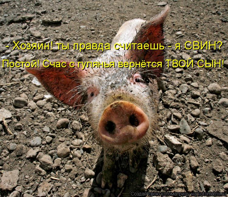 - Хозяин! ты правда считаешь - я СВИН? Постой! Счас с гулянья вернётся ТВОЙ СЫН!... Котоматрица: - Хозяин! ты правда считаешь - я СВИН? Постой! Счас с гулянья вернётся ТВОЙ СЫН!