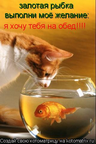 залотая рыбка я хочу тебя на обед!!!! выполни моё желание:... Котоматрица: залотая рыбка я хочу тебя на обед!!!! выполни моё желание: