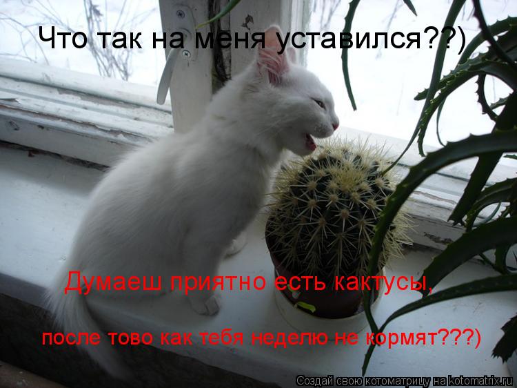Что так на меня уставился??) после тово как тебя неделю не кормят???) Думаеш приятно есть кактусы,... Котоматрица: Что так на меня уставился??) после тово как тебя неделю не кормят???) Думаеш приятно есть кактусы,