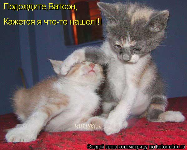Кажется я что-то нашел!!! Подождите,Ватсон,... Котоматрица: Кажется я что-то нашел!!! Подождите,Ватсон,