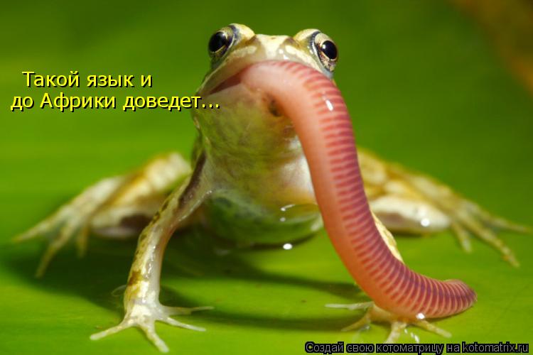 Такой язык и до Африки доведет...... Котоматрица: Такой язык и до Африки доведет...