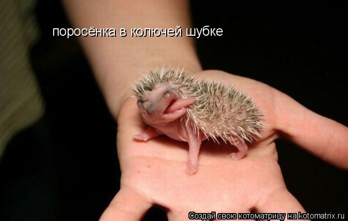 поросёнка в колючей шубке... Котоматрица: поросёнка в колючей шубке