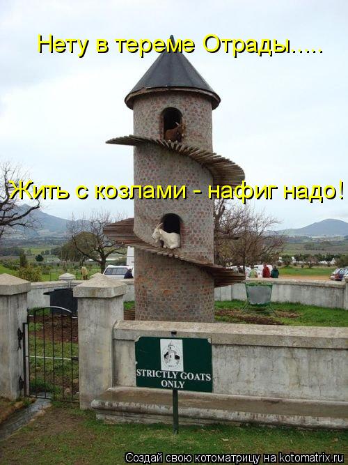 Нету в тереме Отрады..... Жить с козлами - нафиг надо!... Котоматрица: Нету в тереме Отрады..... Жить с козлами - нафиг надо!