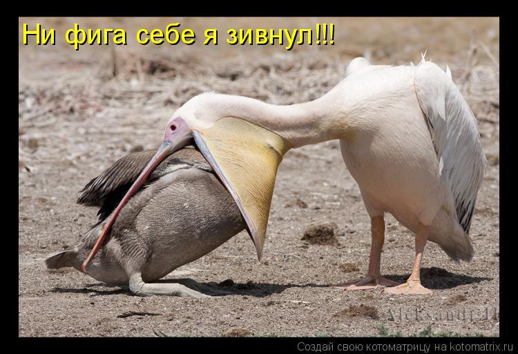 Ни фига себе я зивнул!!!... Котоматрица: Ни фига себе я зивнул!!!