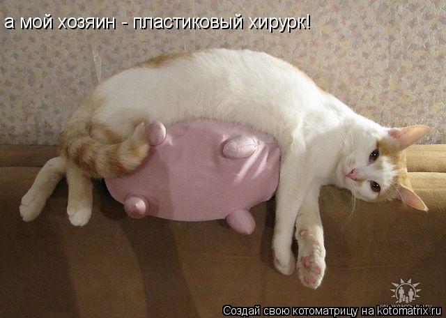 а мой хозяин - пластиковый хирурк!... Котоматрица: а мой хозяин - пластиковый хирурк!