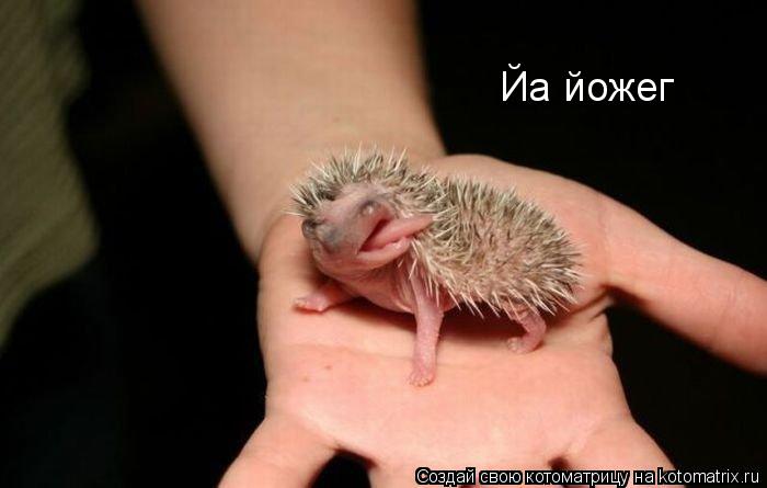 Йа йожег... Котоматрица: Йа йожег