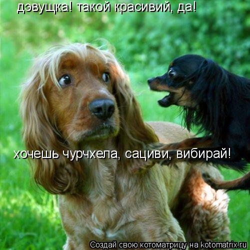 дэвущка! такой красивий, да! хочешь чурчхела, сациви, вибирай!... Котоматрица: дэвущка! такой красивий, да! хочешь чурчхела, сациви, вибирай!