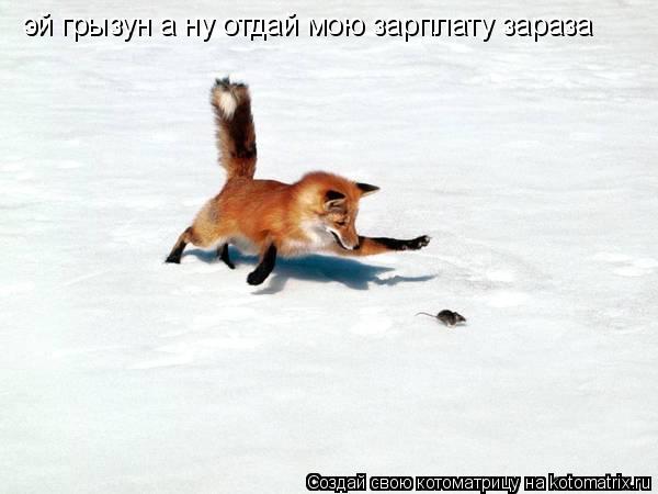 эй грызун а ну отдай мою зарплату зараза... Котоматрица: эй грызун а ну отдай мою зарплату зараза