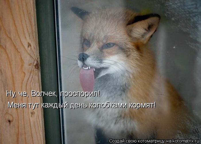 Ну, че, Волчек, проспорил! Меня тут каждый день колобками кормят!... Котоматрица: Ну, че, Волчек, проспорил! Меня тут каждый день колобками кормят!