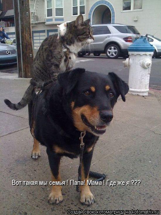Вот такая мы семья ! Папа! Мама ! Где же я ???... Котоматрица: Вот такая мы семья ! Папа! Мама ! Где же я ???