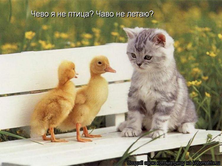 Чево я не птица? Чаво не летаю?... Котоматрица: Чево я не птица? Чаво не летаю?