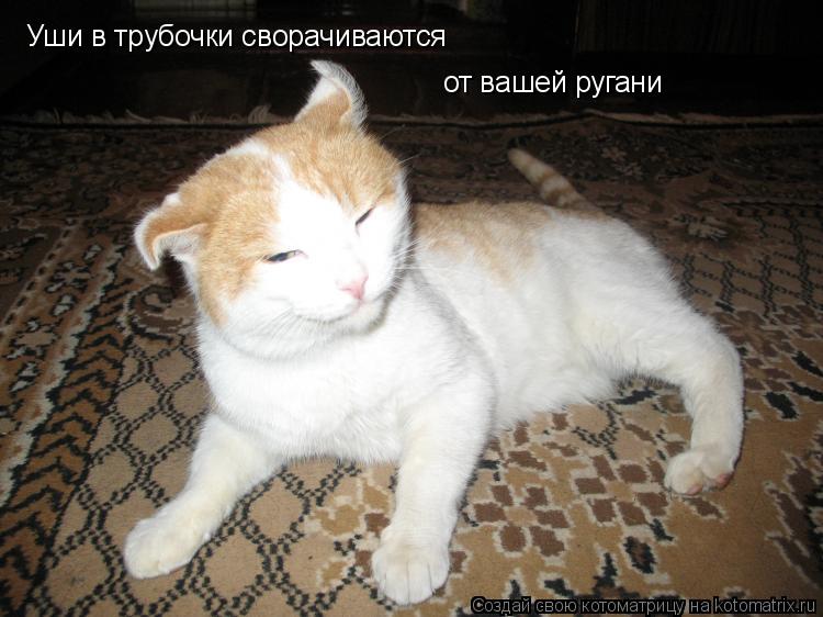 Уши в трубочки сворачиваются от вашей ругани... Котоматрица: Уши в трубочки сворачиваются от вашей ругани